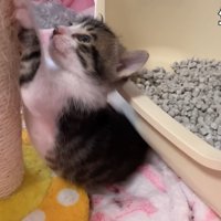 爪とぎする子猫