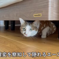 ベッドの下に隠れている猫