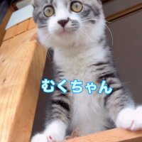 身を乗り出している猫