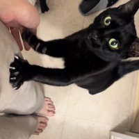 足を掴む猫