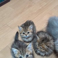 集まっている子猫たち