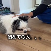 伏せをする犬