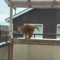 テラスの猫
