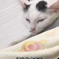 白目になって寝始める白黒の猫