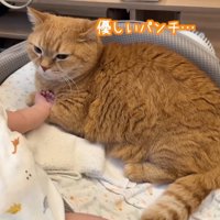優しいパンチ
