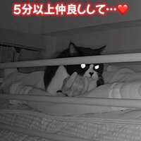 右手を堪能する猫