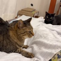 不満げに座るキジトラと後ろから様子を見ている黒猫