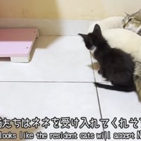 子猫と先住猫達