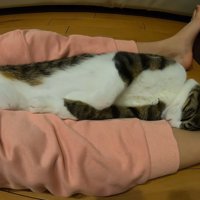 手を下に伸ばして眠る猫
