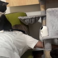 人の背中の上に乗って人のほうを見る猫