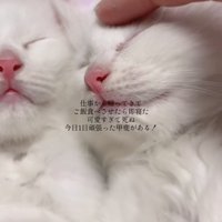 子猫を撫でる