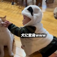 フードをかぶった赤ちゃんが左手で猫の顔を触る（犬に変身ｗｗｗ）