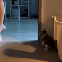 部屋に来た人間の足と見上げる子猫