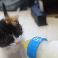 ミルクを前に乳首をくわえた三毛猫