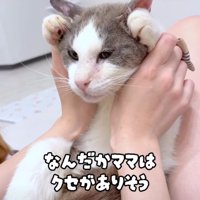遊ぶ猫