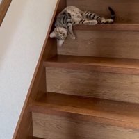 器用