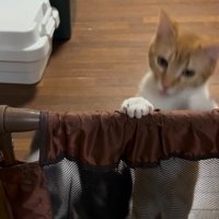 体勢を変える2匹の猫