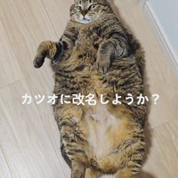 フローリングに仰向けに寝るキジトラ猫