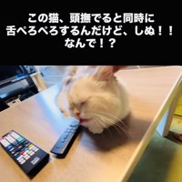 投稿主さんに頭を撫でられ舌をぺろぺろするミヌエット