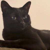 カウチの上でのんびりとくつろぐ猫
