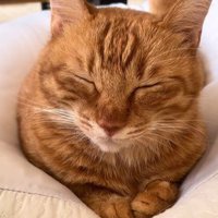 目を閉じている猫