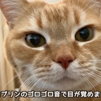 猫の顔