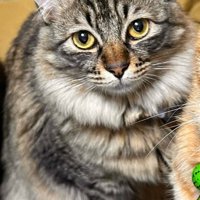 キジトラ猫