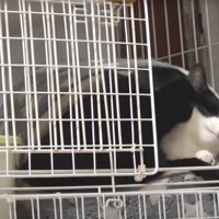 毛づくろいをしている猫たち