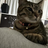 寝そべる猫