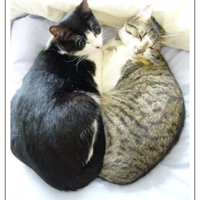 寄り添い合う2匹の猫