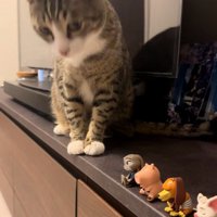 テレビ台の上に座っている猫