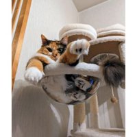 キャットタワーにいる猫