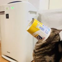 容器から顔が抜けなくなって後退りするアメリカンショートヘア