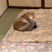 ふとんの上で寝る猫6（少し引き）