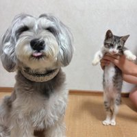 おすわりをしている犬と、家族に抱っこされて記念撮影をする子猫