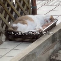 かごの中で寝ている猫