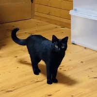 飼い主さんを見ながら返事する黒猫