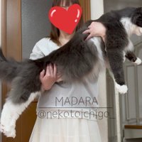飼い主に抱っこされる猫