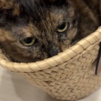 かごに入っている猫の写真3