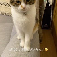 飼い主を見て少し腰を浮かす猫