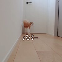 振り向く猫