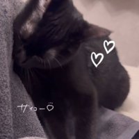 スリスリし続ける猫