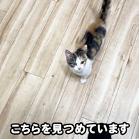 テロップ「こちらを見つめています」