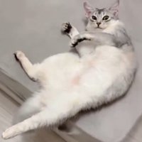 寝転んで飼い主を不思議そうな顔で見つめる猫