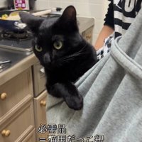 抱っこ紐に入った猫