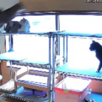 室内にいる猫たち