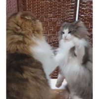 喧嘩している猫