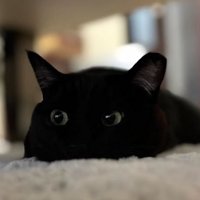 室内にいる猫