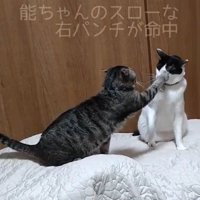 白黒猫の左目へ前足を伸ばすキジ猫