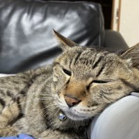 眠そうな猫